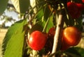 Intense red of the young cherries ripening on the tree. Spanish horticulture. European fruit industry.