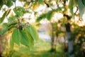 Young cherry berry and green lush leaves on vivid sunny nature background of spring summer garden Royalty Free Stock Photo