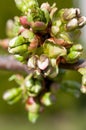 Young cherry buds macro