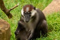 a young Cherry-crowned mangabey (Cercocebus torquatus) Royalty Free Stock Photo