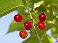 Young cherry fruits on a tree