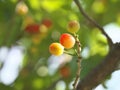 Young cherry fruits on a tree