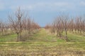 Young Cherry orchard. Growing and Caring for orchard of Cherry trees