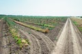 Young cherry orchard. rows of young trees , summer.