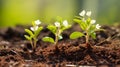 Young cherry saplings showcasing delicate and petite white blooms