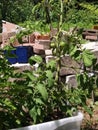 Young cherry tomato plant