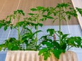 Young cherry tomatoes and peppers plants in a polystyrene pot, in front of the window Royalty Free Stock Photo
