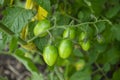 Young cherry tomatoes ripen on the bush. Cherry ovaries. A bunch of cherry tomatoes. Small tomatoes form on the bush. Royalty Free Stock Photo
