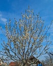 Young cherry tree blooming with flowers at spring