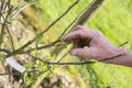 Young cherry tree with hand of the gardener showing the new leaves.