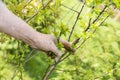 Young cherry tree with hand of the gardener showing the new leaves.