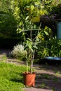 Young Cherry Tree in the sun