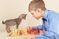 Young chessplayer with kitten plays chess. Royalty Free Stock Photo