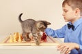 Young chessplayer with playful kitten plays chess. Royalty Free Stock Photo