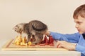 Young chessplayer with tabby kitten plays chess. Royalty Free Stock Photo