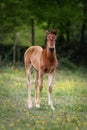 Young chestnut foal in a meadow