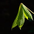 New chestnut leave Royalty Free Stock Photo