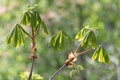Young chestnut leaves in an early spring Royalty Free Stock Photo