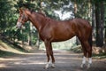 Young chestnut trakehner mare horse with white line on face and white legs