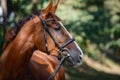 Young chestnut trakehner mare horse with white line on face and white legs