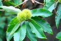 Young chestnuts Royalty Free Stock Photo