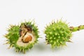 Young chestnuts lying on a white table. Small chestnut fruit in Royalty Free Stock Photo