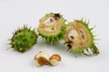 Young chestnuts lying on a white table. Small chestnut fruit in Royalty Free Stock Photo