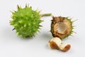 Young chestnuts lying on a white table. Small chestnut fruit in Royalty Free Stock Photo