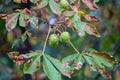 Green chestnut at a horse chestnut tree Royalty Free Stock Photo