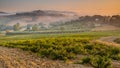 Young Chianti Vineyard in Tuscan Countryside, Italy Royalty Free Stock Photo