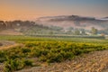 Young Chianti Vineyard in Tuscan Countryside, Italy Royalty Free Stock Photo