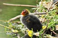 Young chick of common european coot