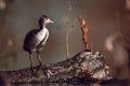 Young chick  Eurasian coot - Fulica atra, stands on the wood near the nest. Wildlife scene from Czech republic. Animal in nature Royalty Free Stock Photo