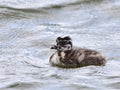 Young chick of great crested grebe Royalty Free Stock Photo