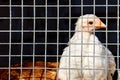 Young chick looking at me through a metal fence , look through the grid Royalty Free Stock Photo