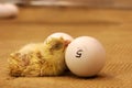 Young Chick Royalty Free Stock Photo