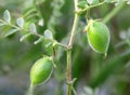 Young chick-pea pod Royalty Free Stock Photo