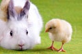 Young Chick and Rabbit