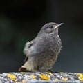 Young chick ruticilla. Royalty Free Stock Photo