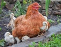 Young chicken Royalty Free Stock Photo