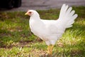 Young Chicken Royalty Free Stock Photo