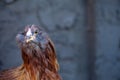 Young Chicken Royalty Free Stock Photo