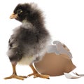 Young chicken chick next to a broken eggs