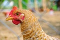 Young chicken colorful, mixed breed behind a wire fence in a chicken paddock. Close up, side portrait on a rural bio farm Royalty Free Stock Photo