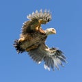 Young Chicken Flying in the Sky with Wings Spread