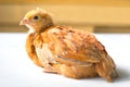 Young chicken