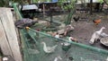 Young chicken perching in balance on fence over several domestic fowls like geese, ducks, and turkeys in a village backyard