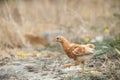 Young chicken running in fileld