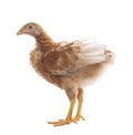 Young chicken standing on white background use for livestock and