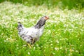Young chicken Royalty Free Stock Photo